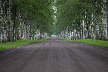 Obraz premium 白樺の並木道