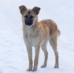 Dog in the snow in the winter