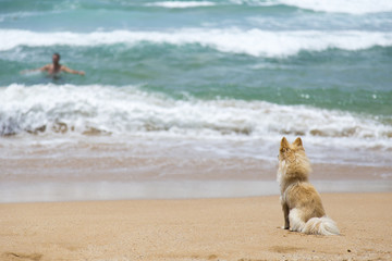 Dog splashing at Bombo beach Australia