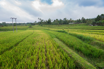 Fototapeta na wymiar Bali Rice field 
