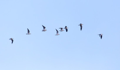 flock of birds in the sky