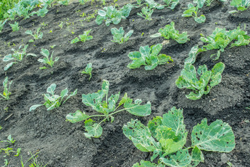 Field of young cabbages damaged by pest