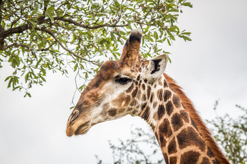 Eating Giraffe in the Kruger.