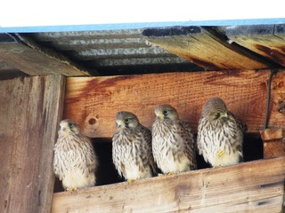 Молодые соколы - пустельги.