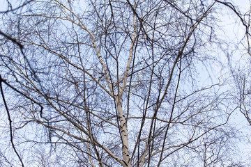 bare branches of a tree at sunrise