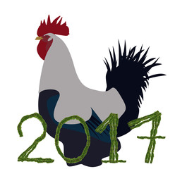 Colorful rooster or fighting cock in the farm © nizami
