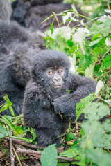 Baby Mountain gorilla sitting in leaves.