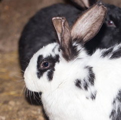 rabbit on the farm