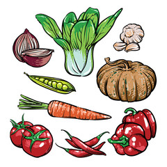 Vector organic vegetables isolated, Hand drawn vector