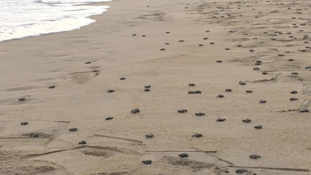 This video is about baby turtles marching to the sea