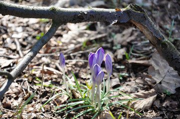 lila Krokusse - Frühlingsboten