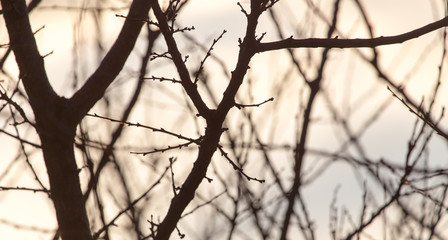 bare branches of a tree at sunrise sun