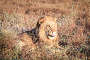 Male Lion laying in the grass.