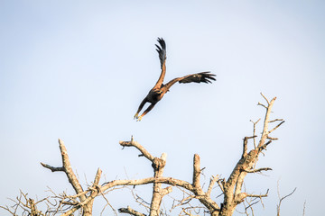 Flying Yellow-billed kite.