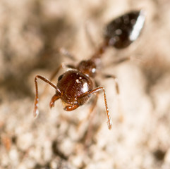 ant on the ground. macro