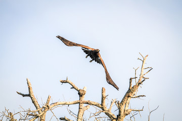 Flying Yellow-billed kite.