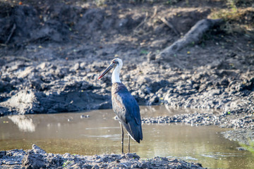 Woolly-necked stork standing next to the water.