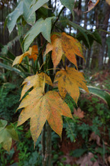 Maple leaf in Dalat jungle