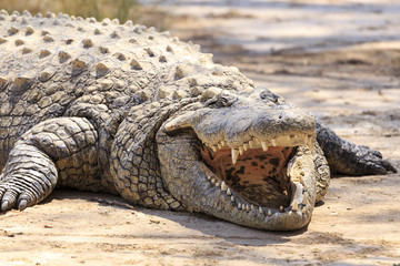 Crocodile in Namibia
