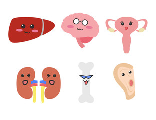 organ cartoon vector . liver brain ear uterus kidney bone