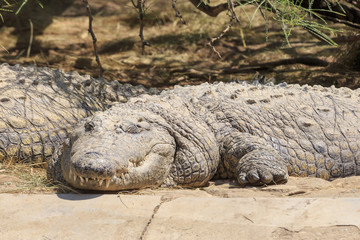 Crocodile in Namibia