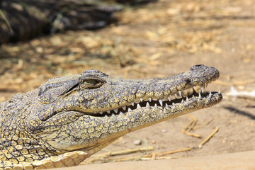 Obraz premium Crocodile in Namibia