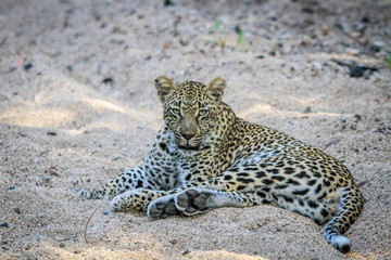 Leopard laying in the sand.