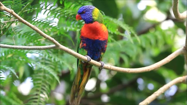  Rainbow Lorikeet, colorful bird,  Trichoglossus moluccanus

