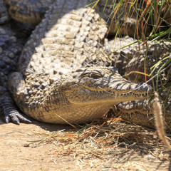 Crocodile in Namibia