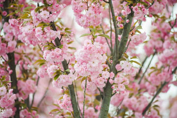 Spring blossoms