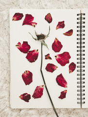 Press dried rose flower petals on notebook page, on white carpet fur