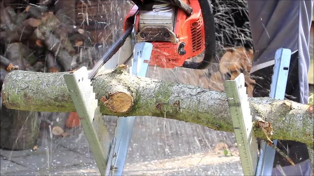cutting birch wood with chainsaw
