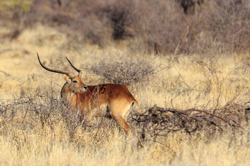 Cob in Namibia
