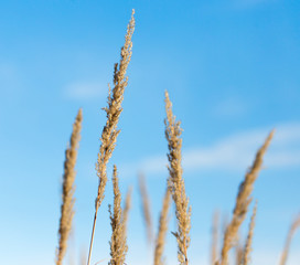 reed against the blue sky