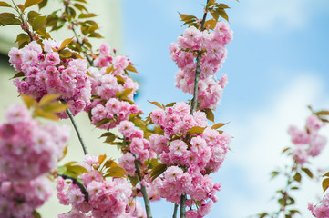 Spring blossoms