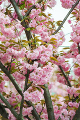Naklejka premium Spring blossoms