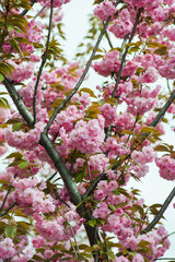 Spring blossoms