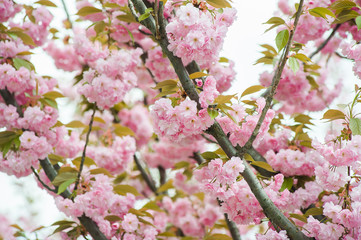 Spring blossoms