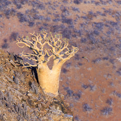 Aloe tree in Namibian mountain
