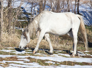 white horse on nature in winter