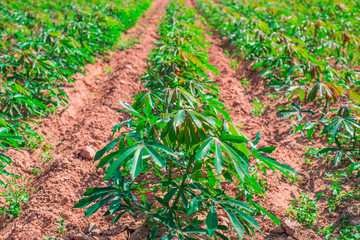 Cassava plantation field in thailand.