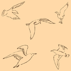 Seagulls sketch. Pencil drawing by hand. Figure in vintage style. Vector