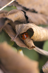 冬のテントウムシ