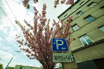 Obraz premium Spring blossoms