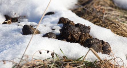 Horse shit on the ground in winter