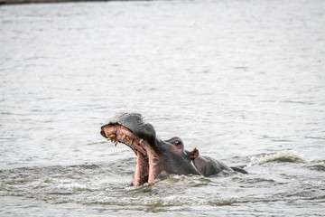Fototapeta premium Hippo yawning in the water.