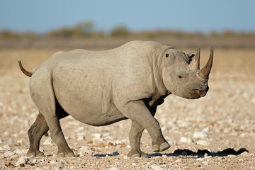 Naklejka premium A black rhinoceros (Diceros bicornis) in natural habitat, Etosha National Park, Namibia.