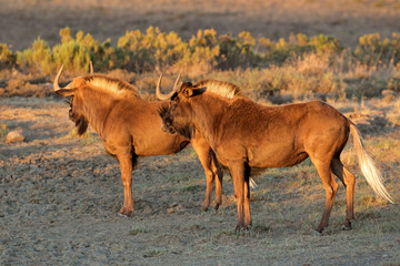 A pair of black wildebeest (Connochaetes gnou), South Africa.