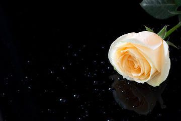 closeup rose on black background