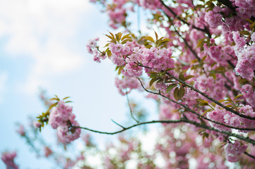Spring blossoms